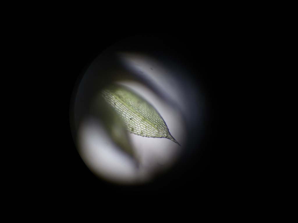 Knippe-Skjultand (Entosthodon fascicularis)