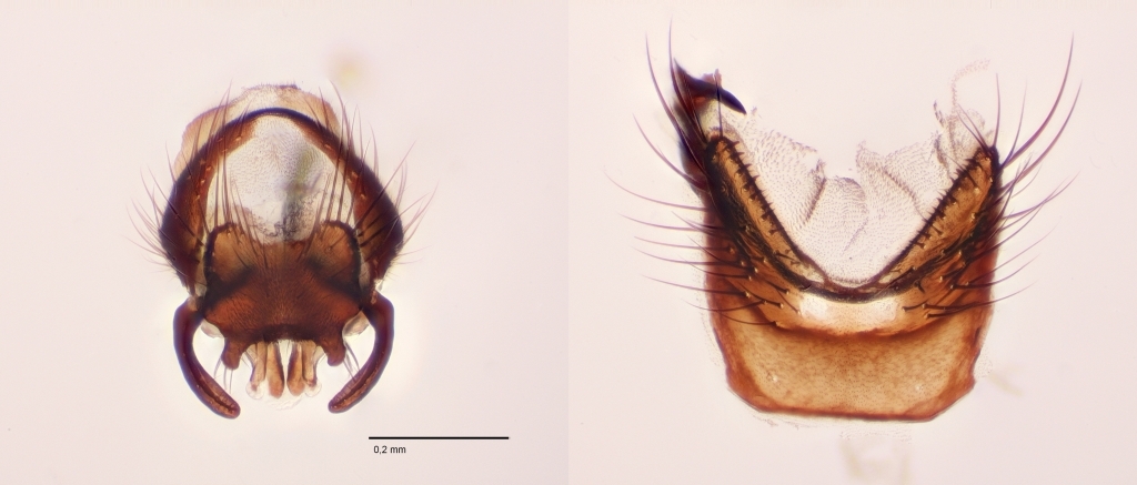 Botanophila phrenione (Botanophila phrenione)
