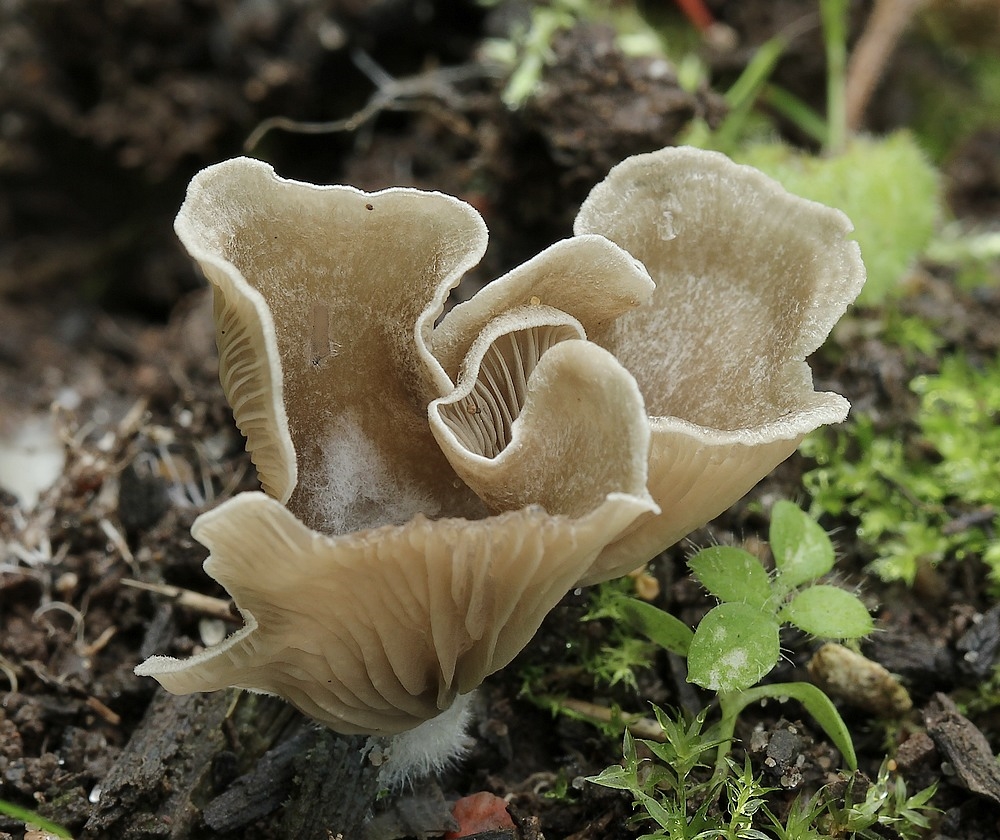 Muslinge-Fontænehat (Arrhenia acerosa)
