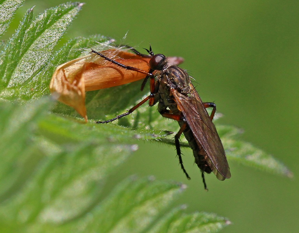 Empis opaca (Empis opaca) Naturbasen