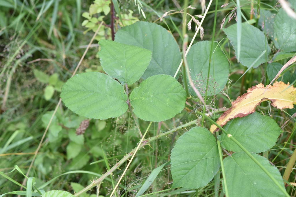 Drejers Brombær (Rubus drejeri)