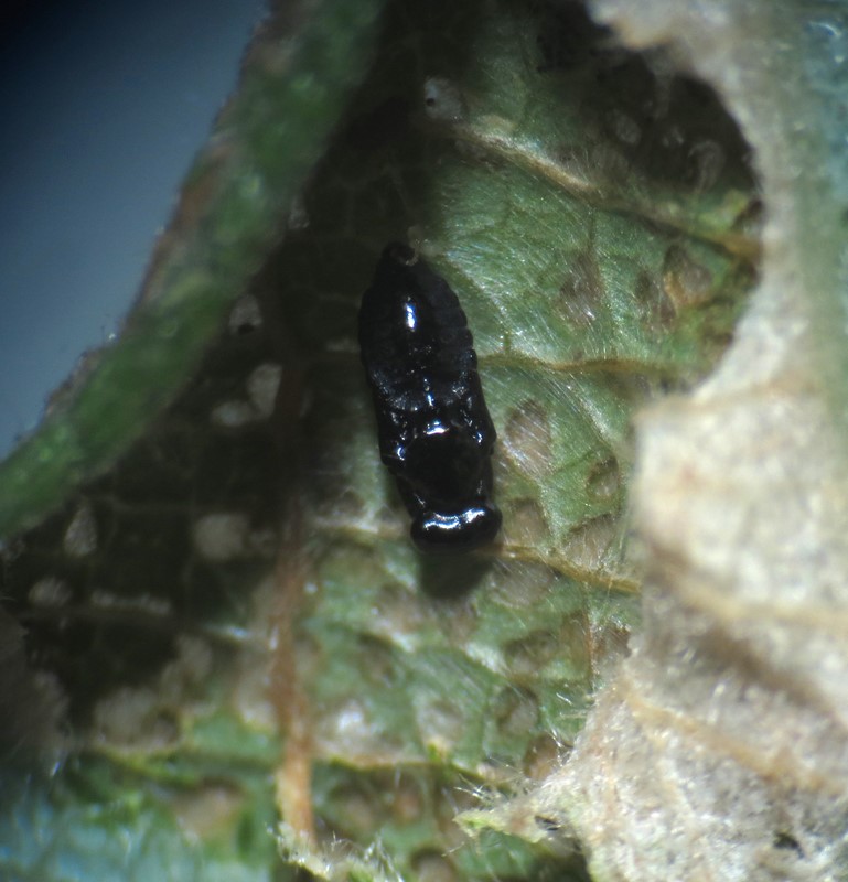 Achrysocharoides zwoelferi (Achrysocharoides zwoelferi)