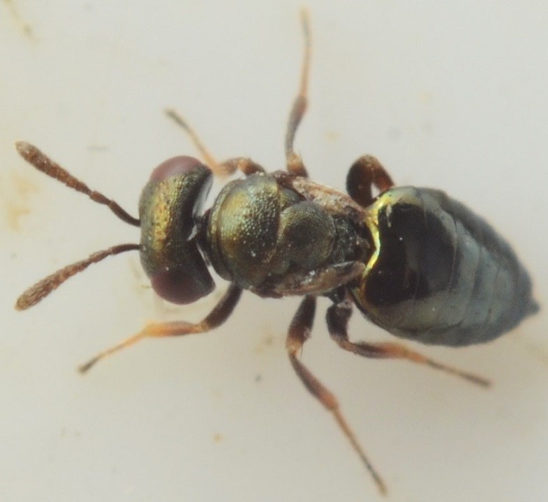 Meraporus graminicola (Meraporus graminicola)