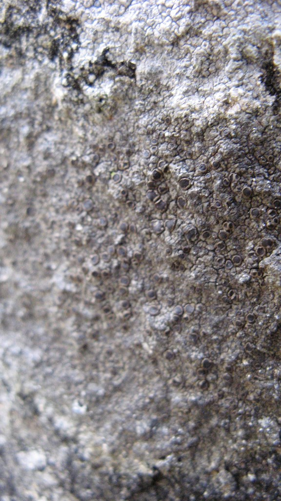 Mørk Kantskivelav (Protoparmelia badia)