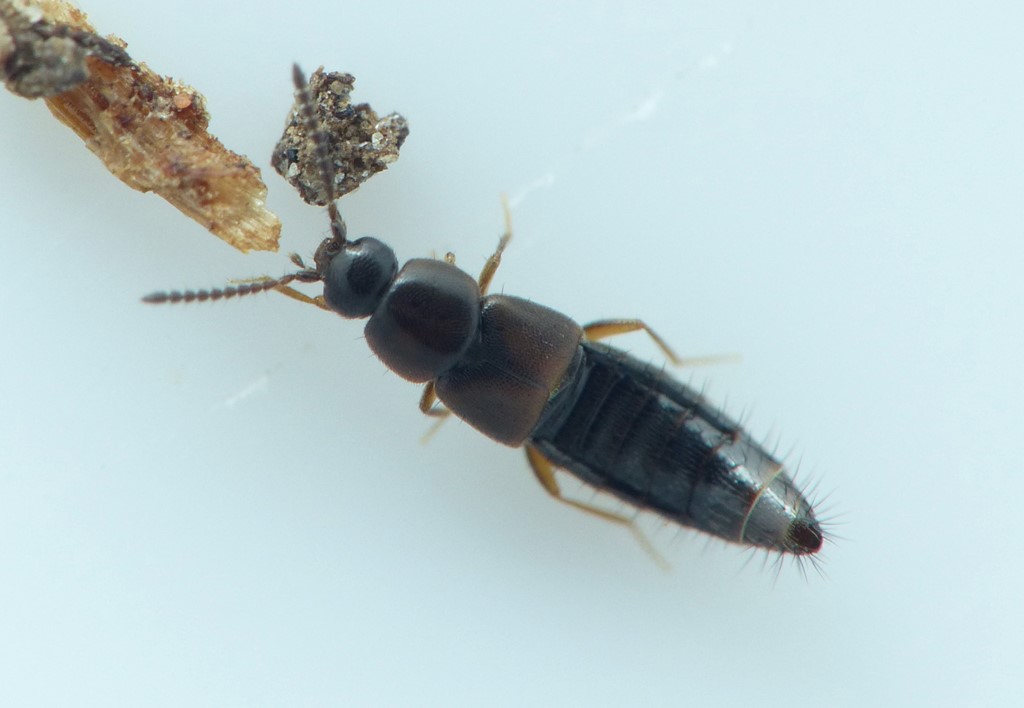 Atheta orbata (Atheta orbata)