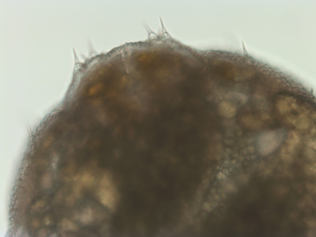 Macrolabis fagicola (Macrolabis fagicola)