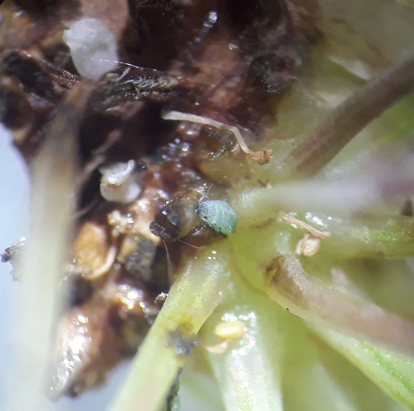 Melet Gulerodsbladlus (Semiaphis dauci)