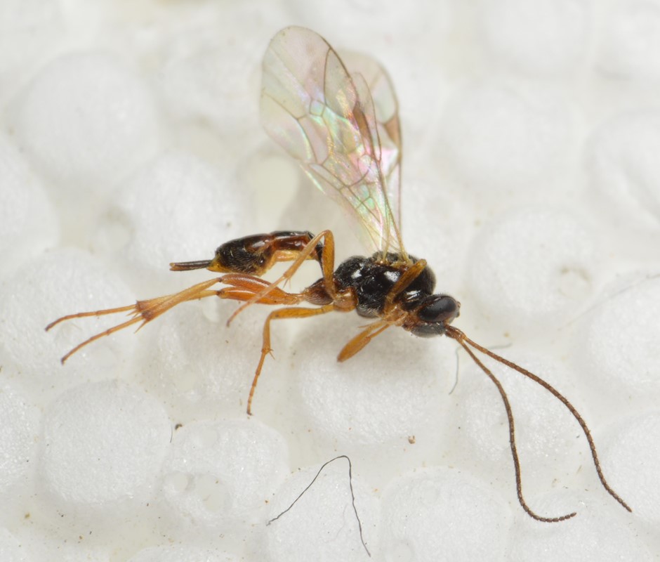 Mesochorus gemellus (Mesochorus gemellus)