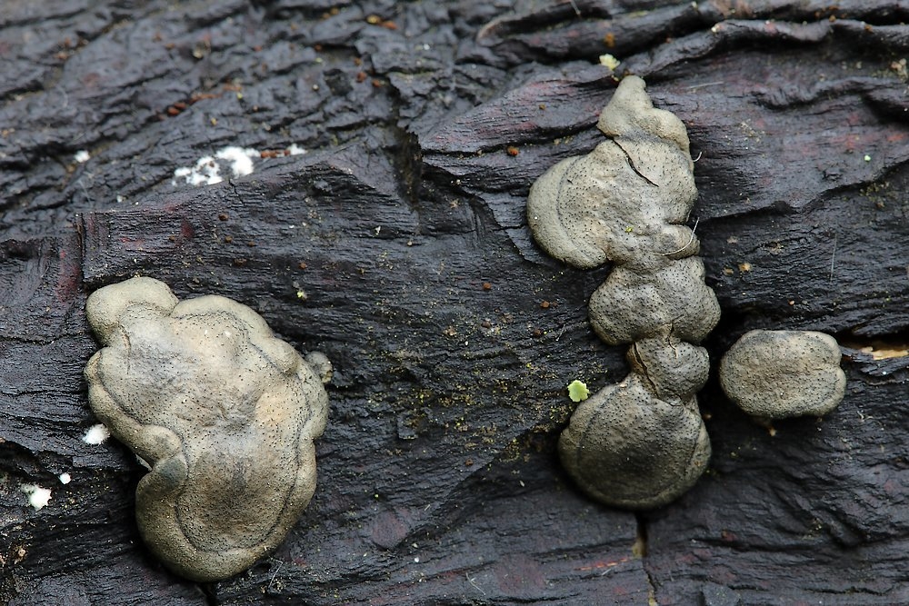 Trichoderma citrinoviride (Trichoderma citrinoviride)