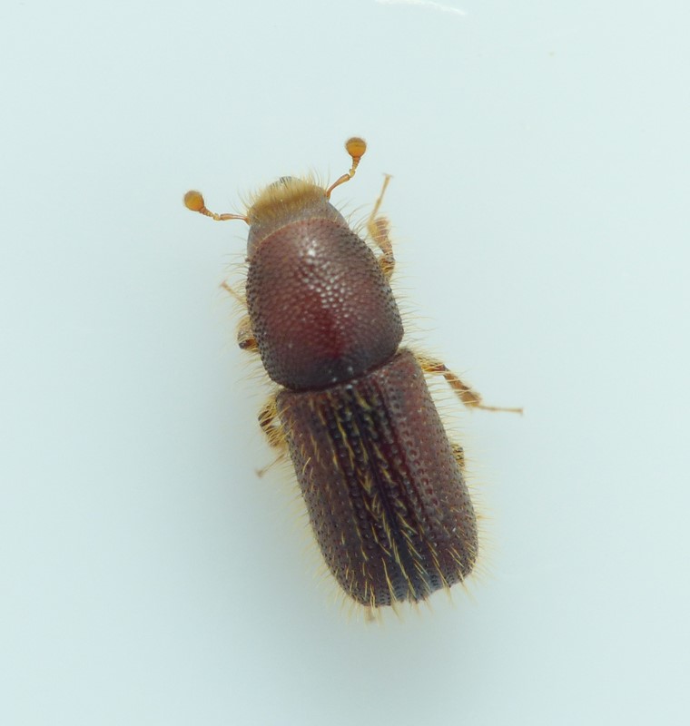 Dryocoetes villosus (Dryocoetes villosus)