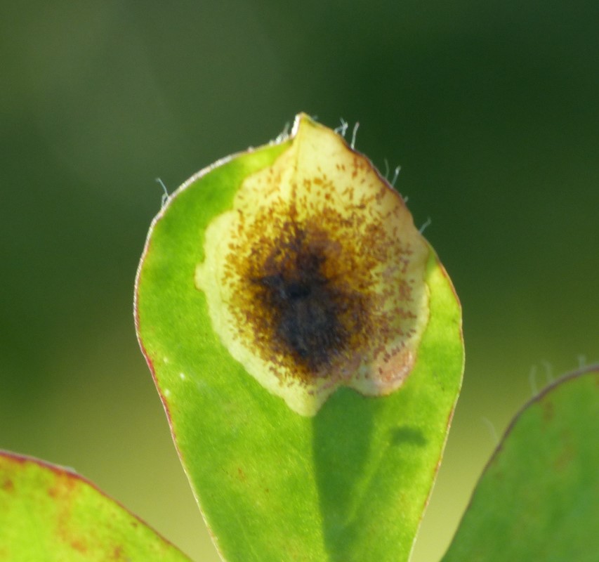 Leucoptera lotella (Leucoptera lotella)