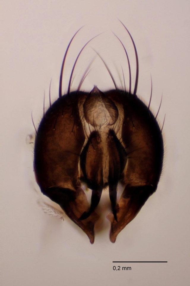 Fannia polychaeta (Fannia polychaeta)