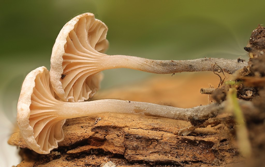Trefarvet Bruskhat (Marasmiellus tricolor)