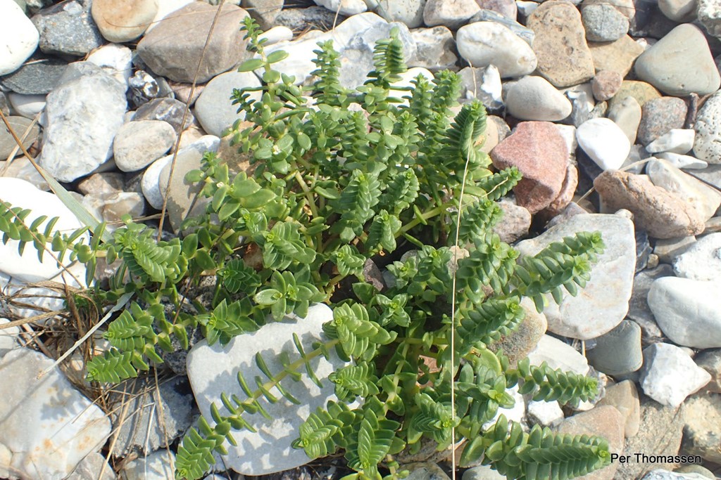 Strandarve (Honckenya peploides)