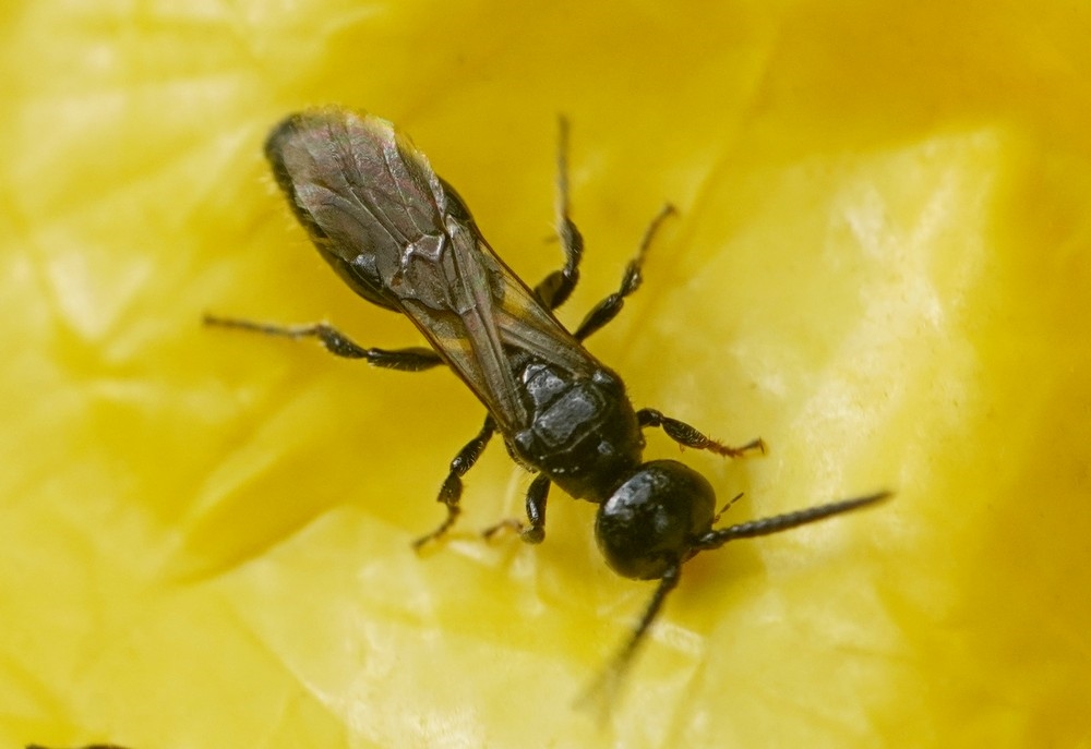 Tiphia minuta (Tiphia minuta)