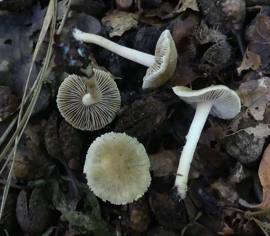 Mandel-Trævlhat (Inocybe hirtella)