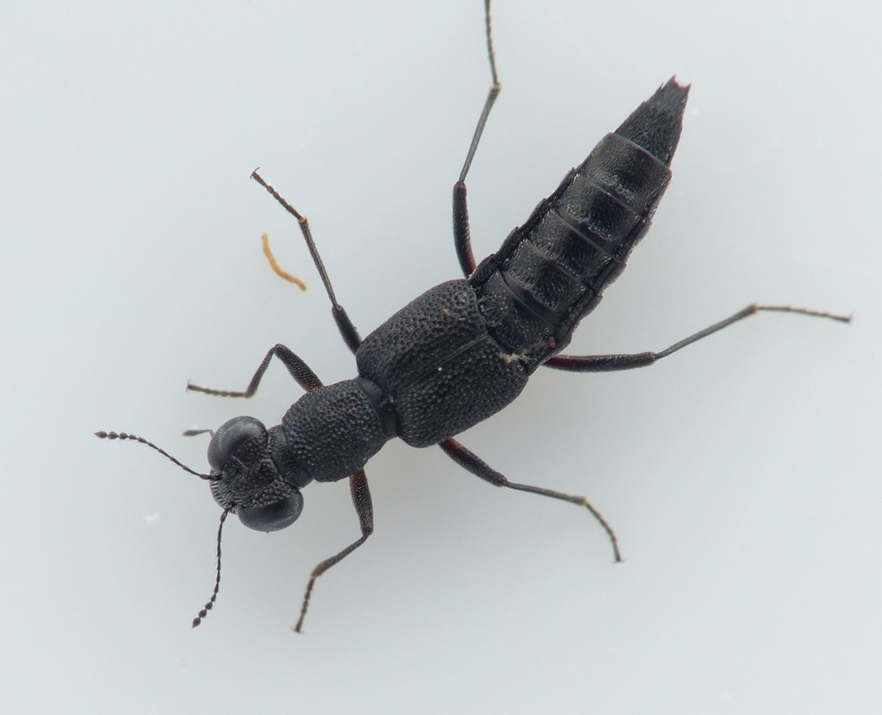 Stenus scrutator (Stenus scrutator)