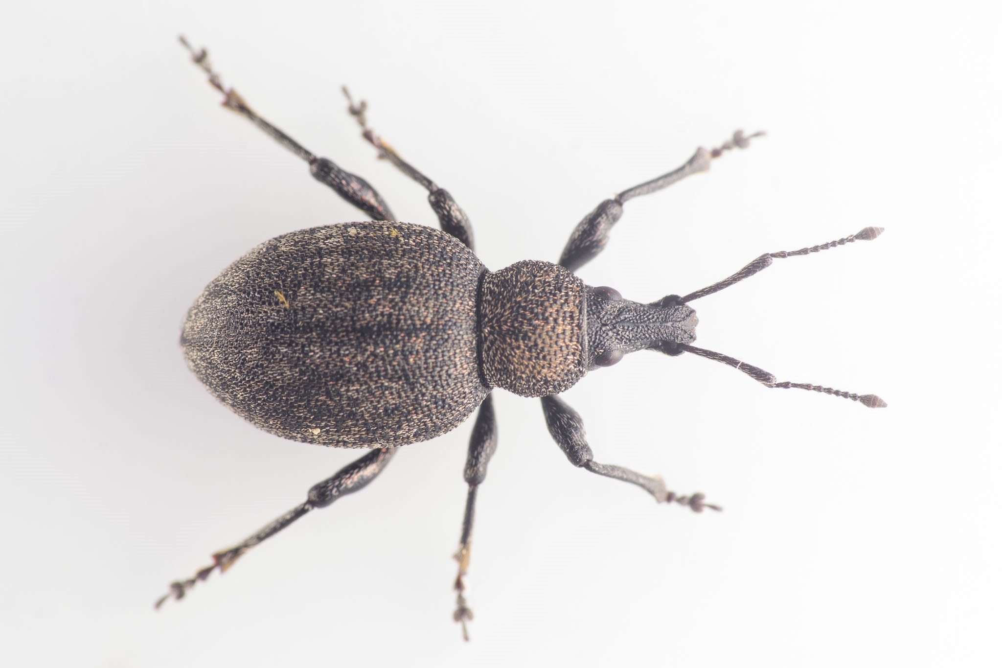 Lucerneøresnudebille (Otiorhynchus ligustici)