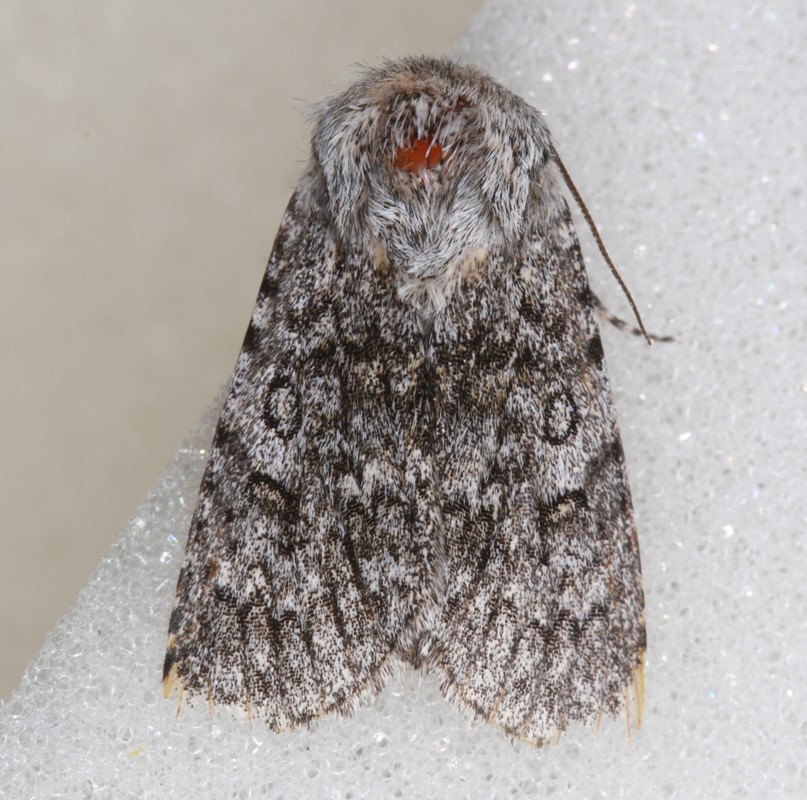 Vortemælk-Pelsugle (Acronicta cinerea)