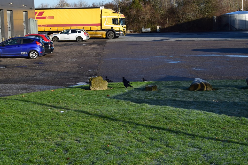 Råge (Corvus frugilegus)