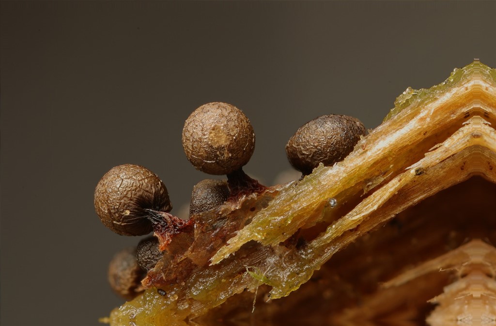 Cribraria argillacea (Cribraria argillacea)