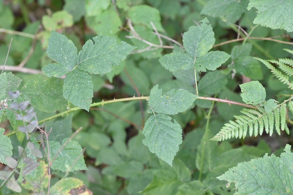 Rubus sprengeliusculus (Rubus sprengeliusculus)