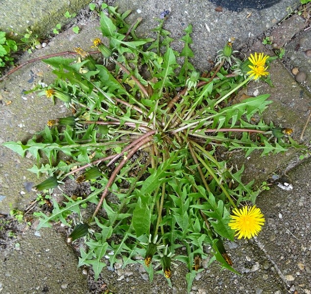 Arter der begynder med 'Scleroprocta ' Naturbasen