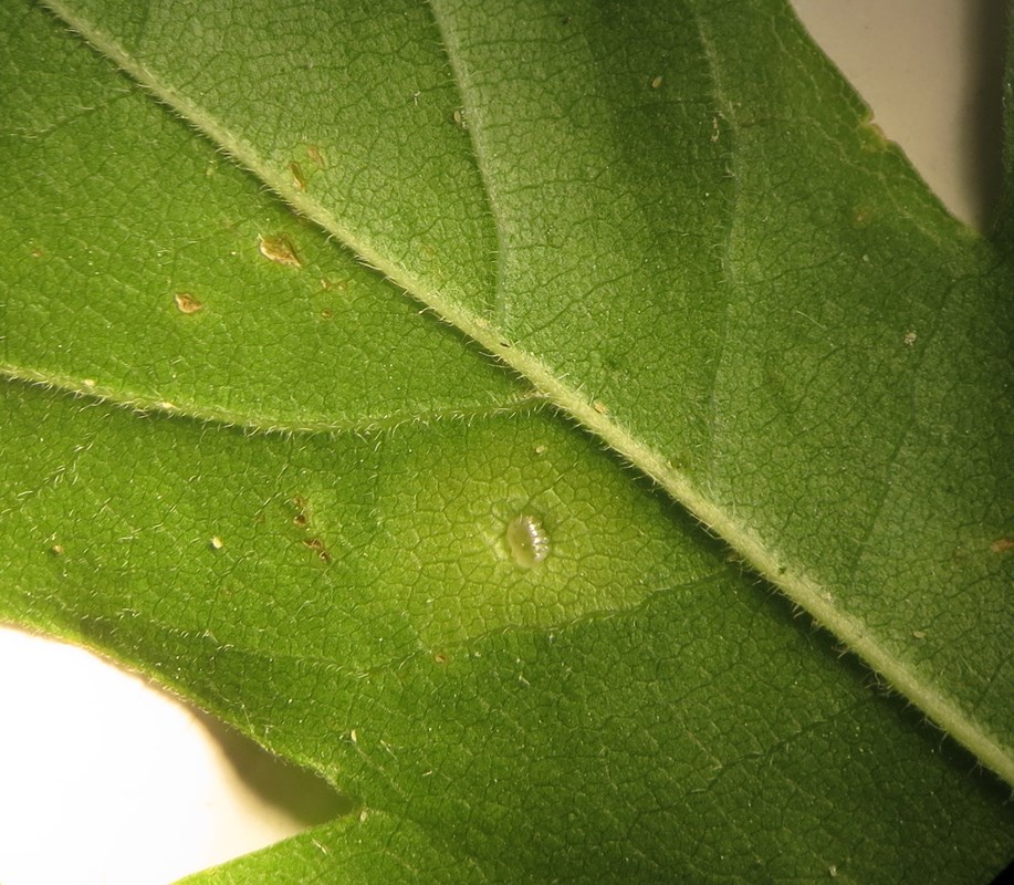 Acericecis campestre (Acericecis campestre)