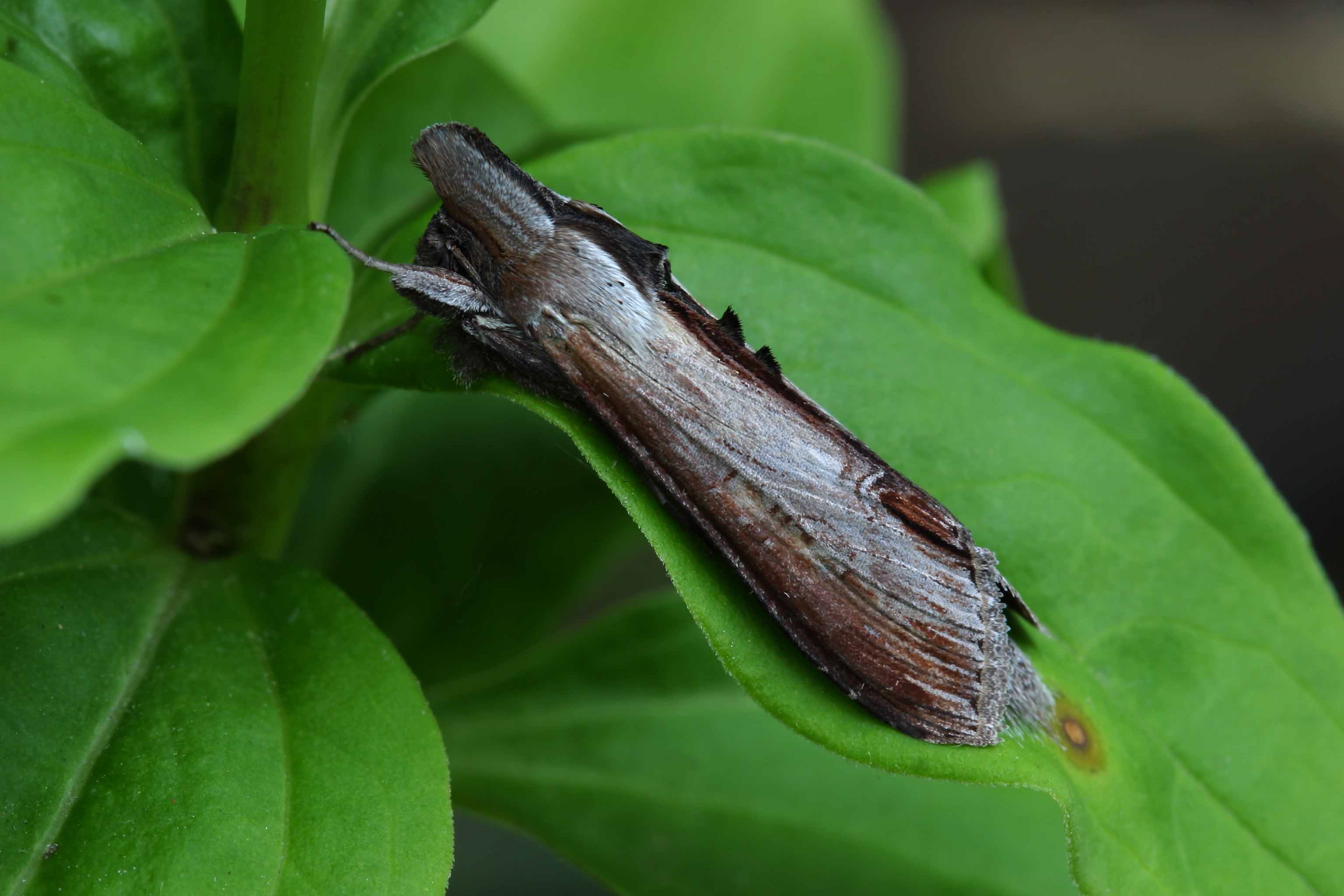 Asters-Hætteugle (Cucullia asteris)