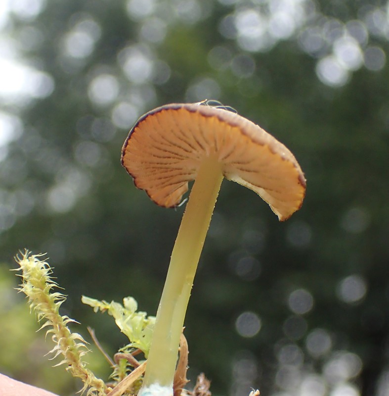 Gulstokket Rødblad (Entoloma xanthochroum)