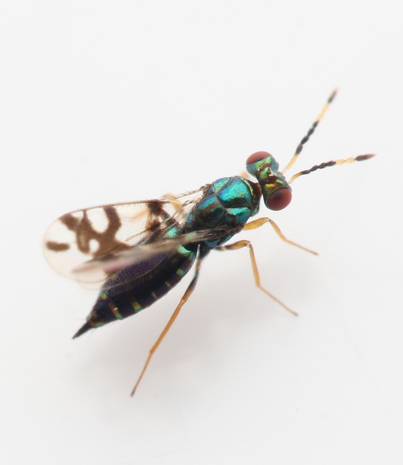 Astichus arithmeticus (Astichus arithmeticus)