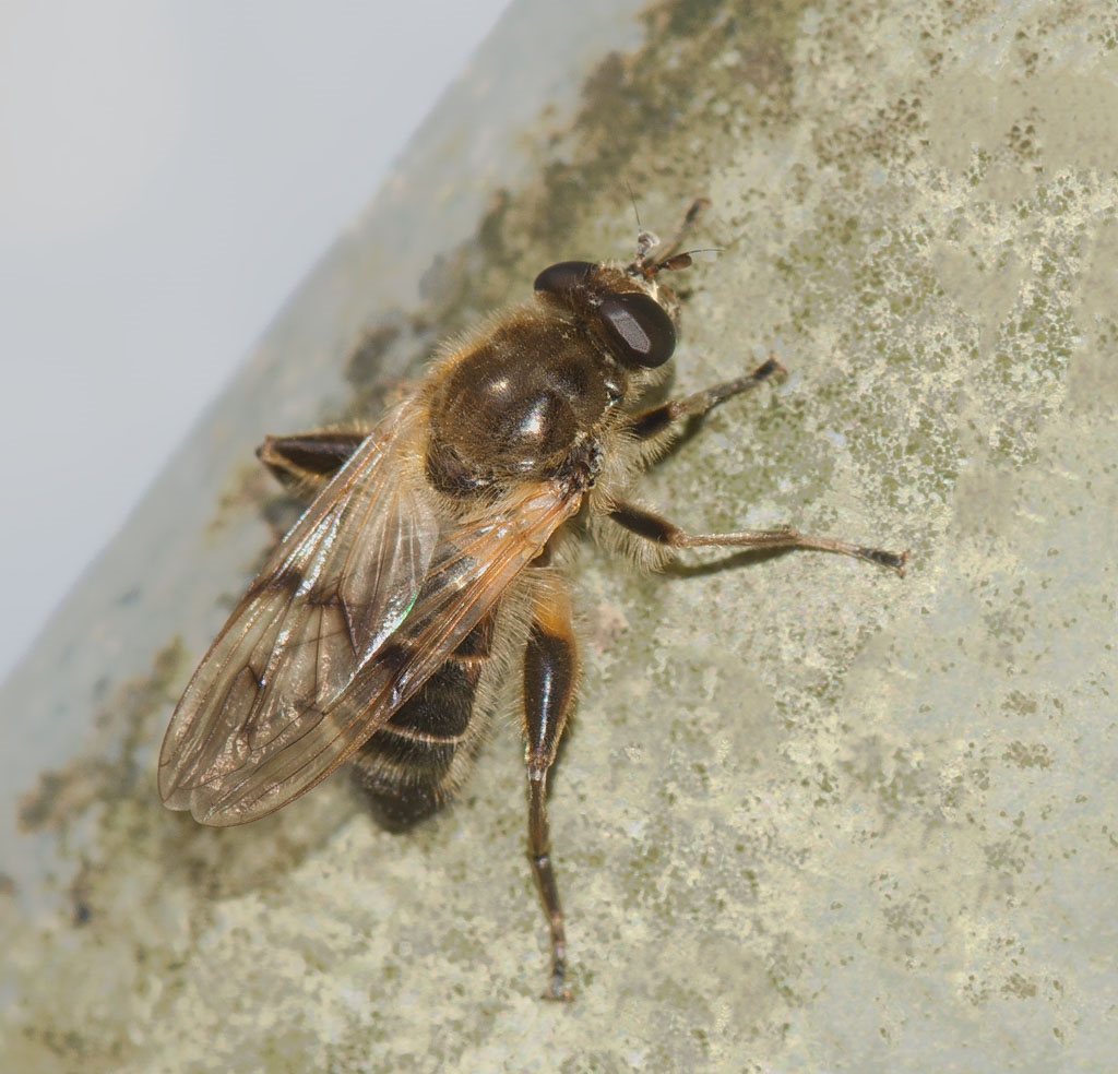 Brun Træsmuldsvirreflue (Brachypalpus laphriformis)