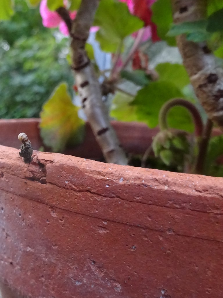 Den Vandrette Sæk (Bacotia claustrella)