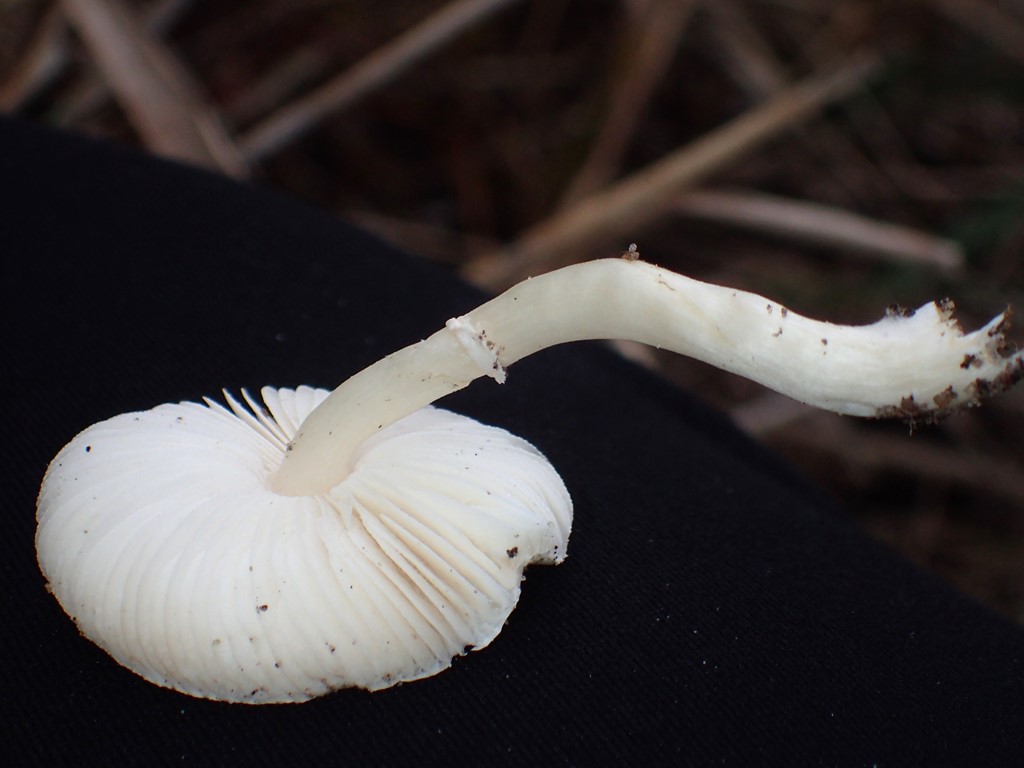Hvid Silkehat (Leucoagaricus sericifer)