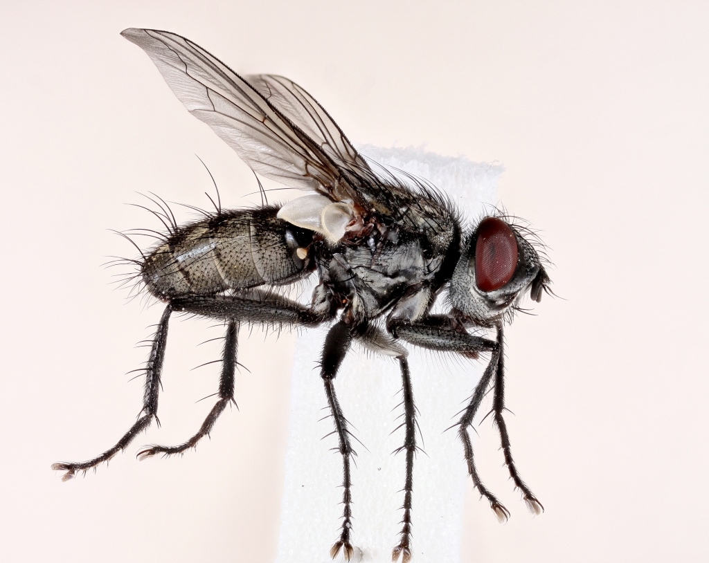 Macronychia agrestis (Macronychia agrestis)