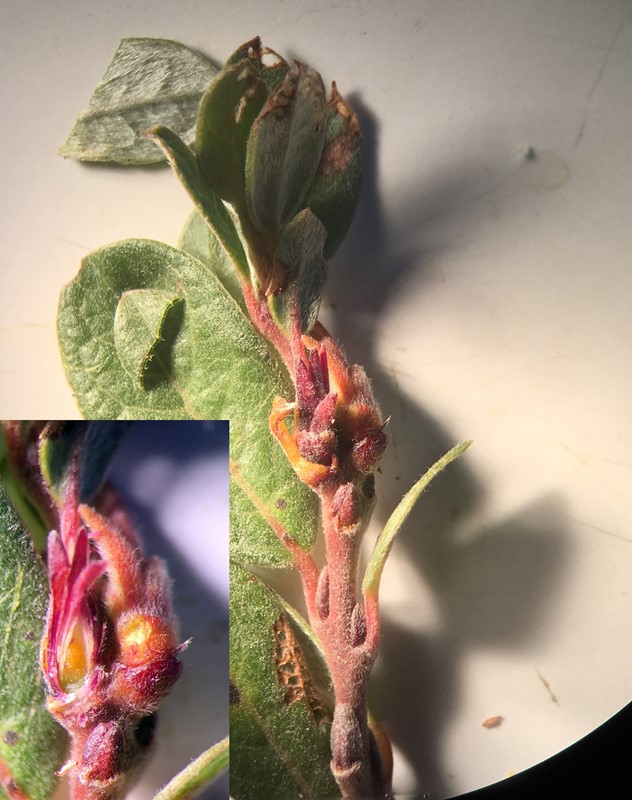 Rabdophaga clavifex (Rabdophaga clavifex)