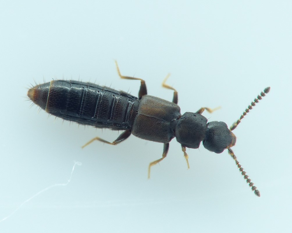 Homalota plana (Homalota plana)