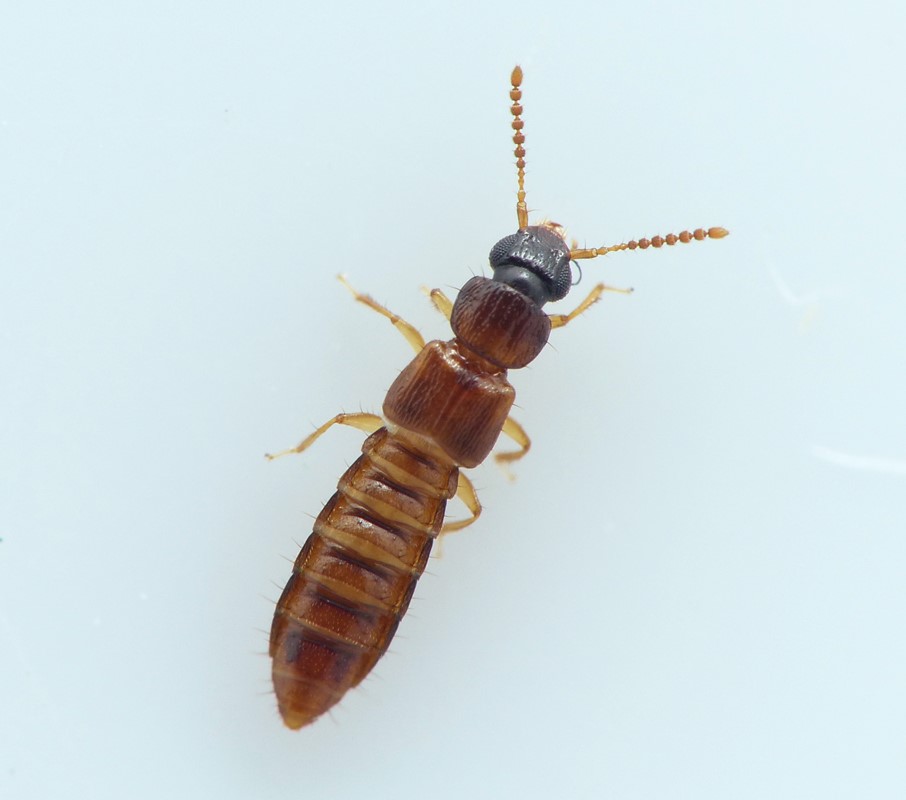 Oxytelus migrator (Oxytelus migrator)