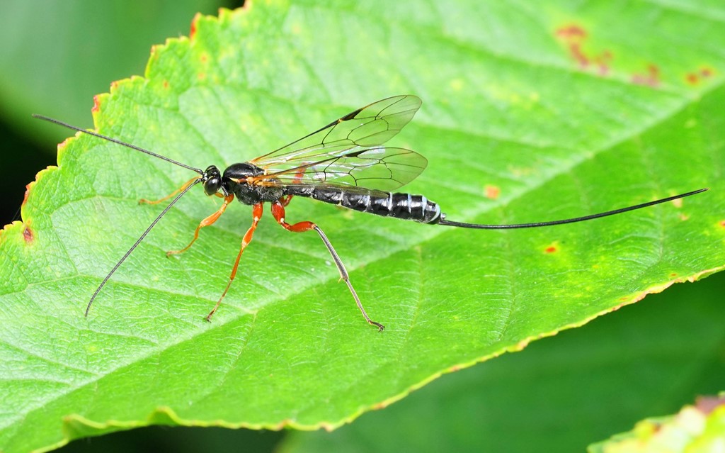 Perithous albicinctus (Perithous albicinctus)