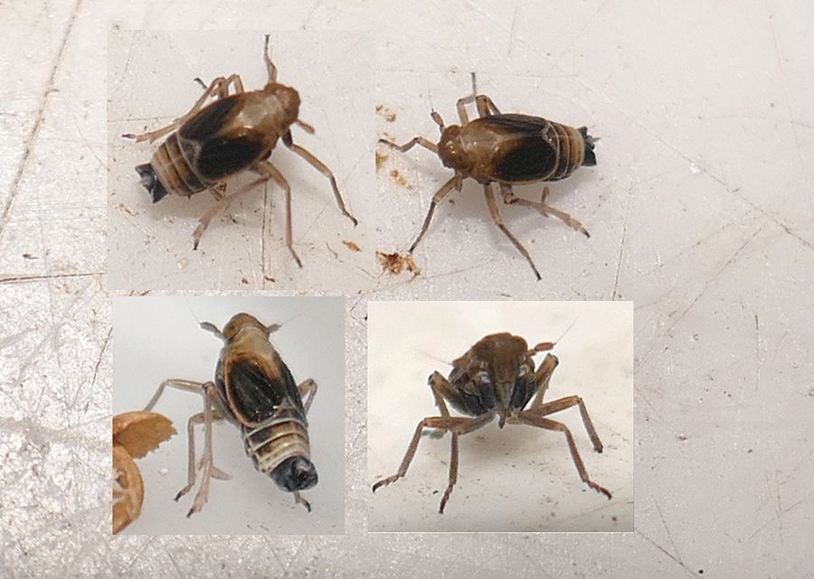 Struebingianella lugubrina (Struebingianella lugubrina)