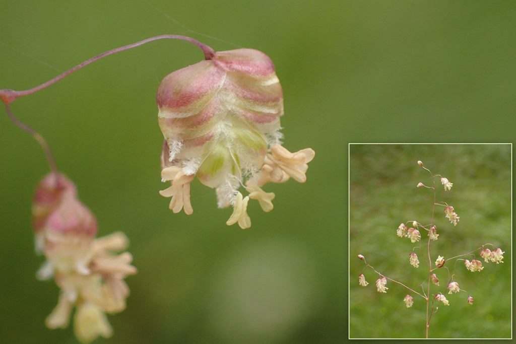 Hjertegræs (Briza media)