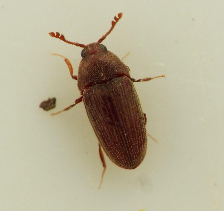 Trixagus gracile (Trixagus gracile)