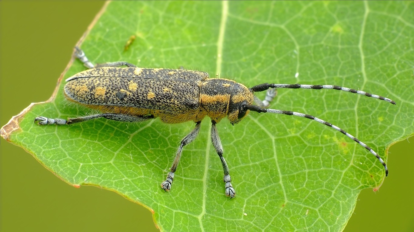 Aspebuk (Saperda populnea)