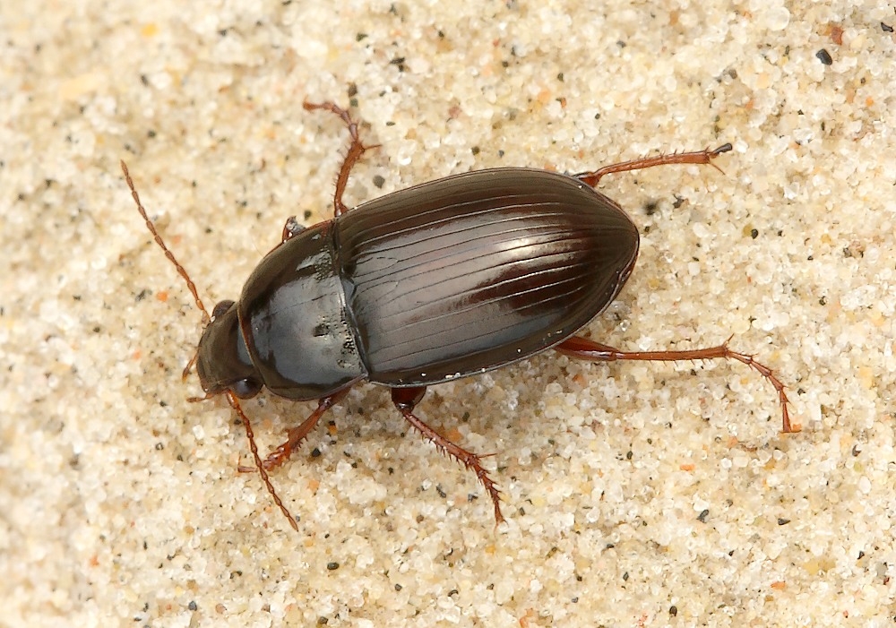 Amara fusca (Amara fusca)