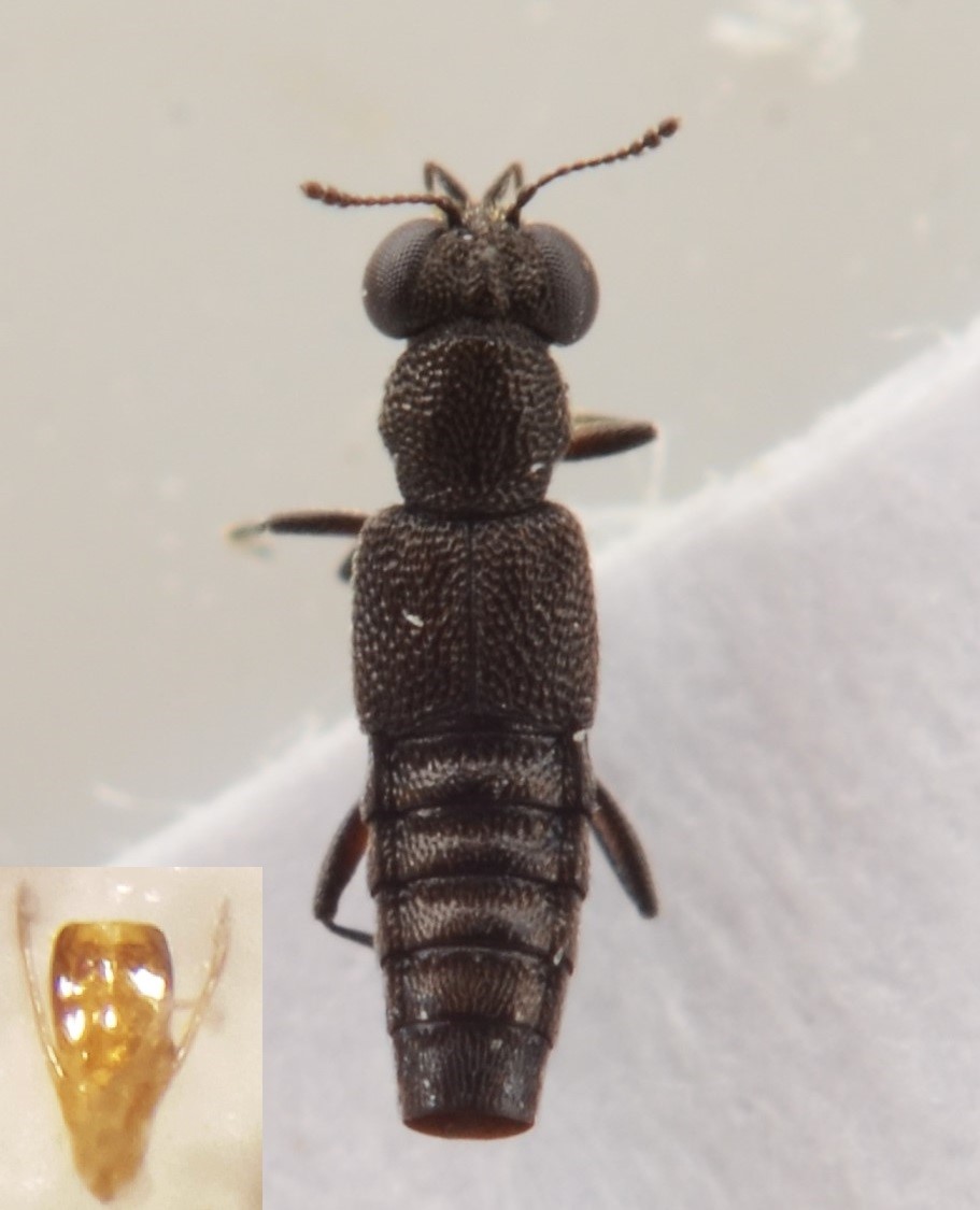 Stenus assequens (Stenus assequens)