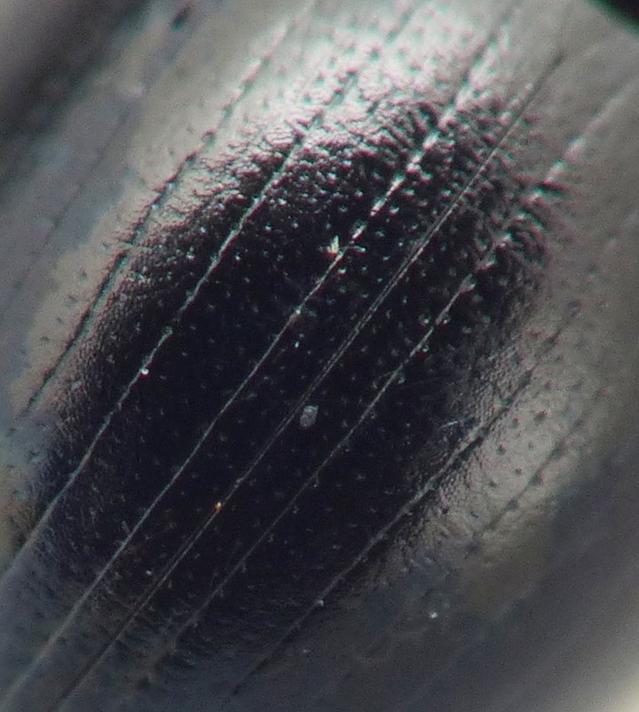 Cercyon tristis (Cercyon tristis)