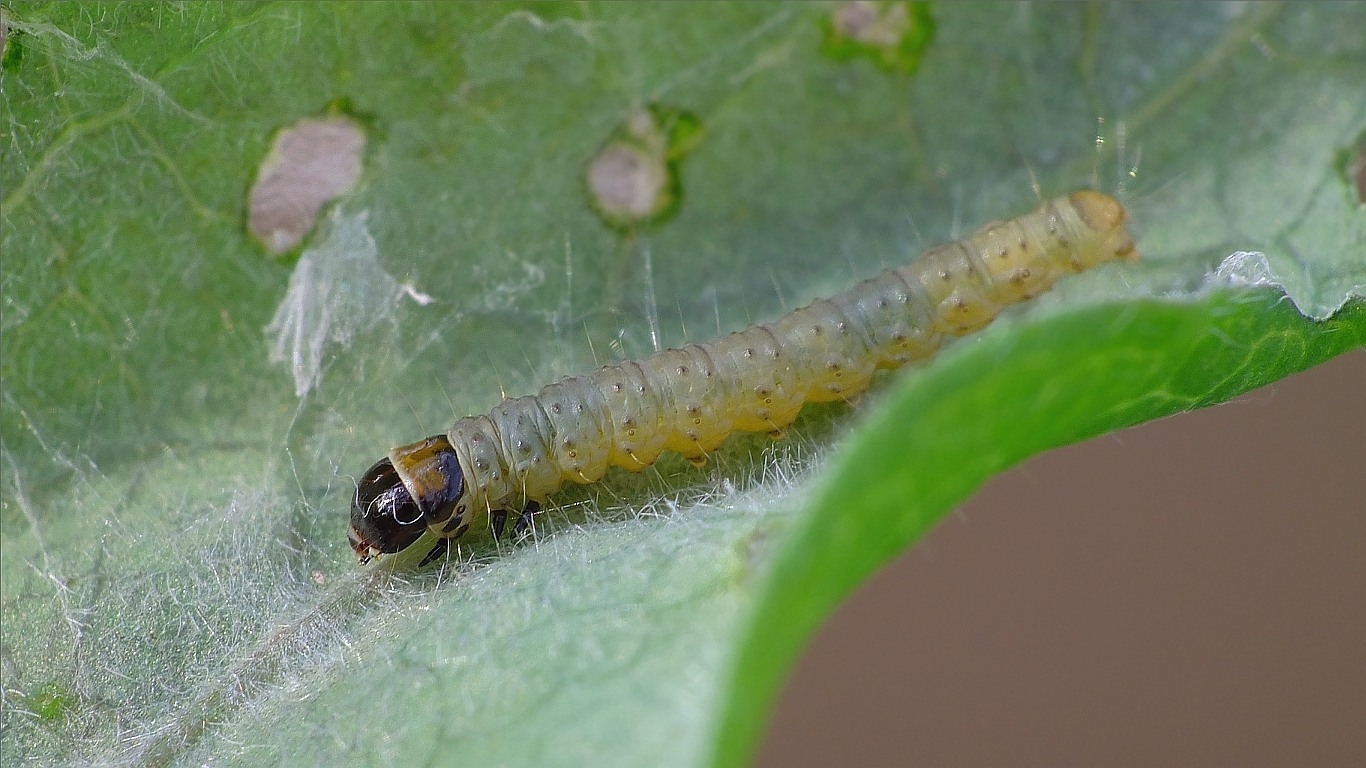 Choristoneura diversana (Choristoneura diversana)