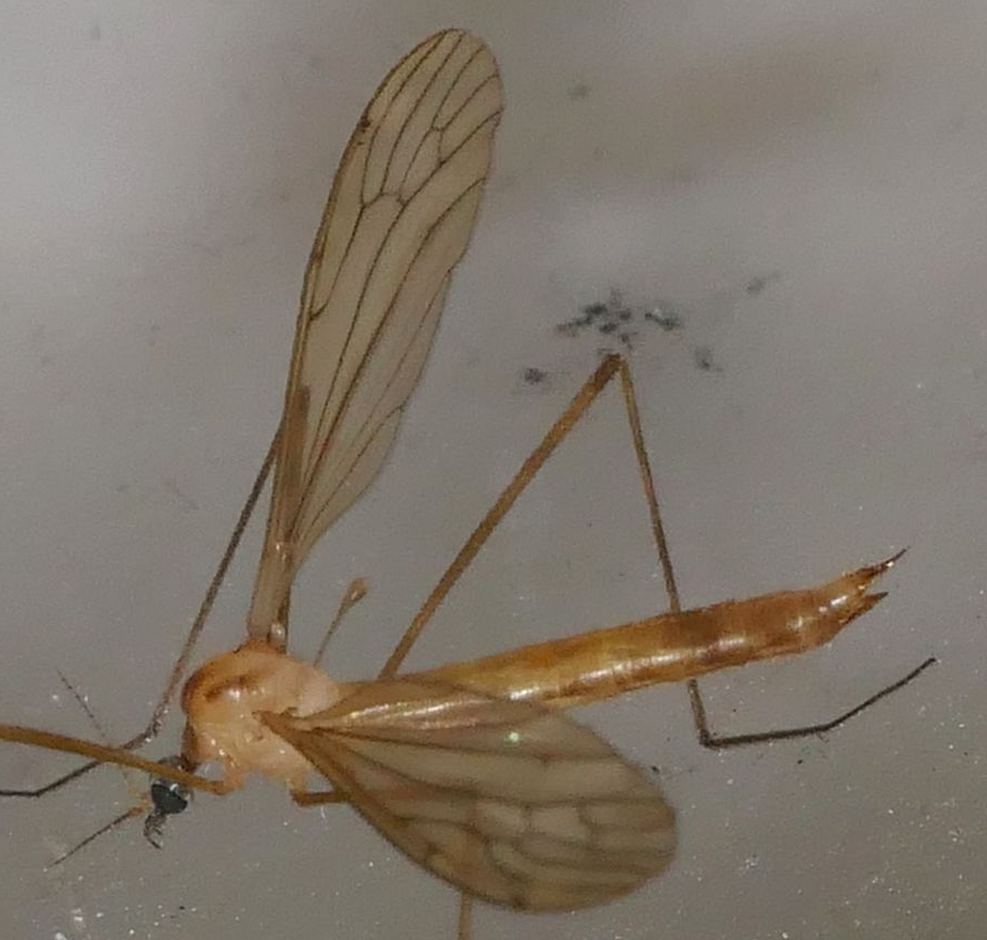 Limonia stigma (Limonia stigma)