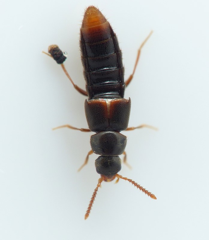 Crataraea suturalis (Crataraea suturalis)