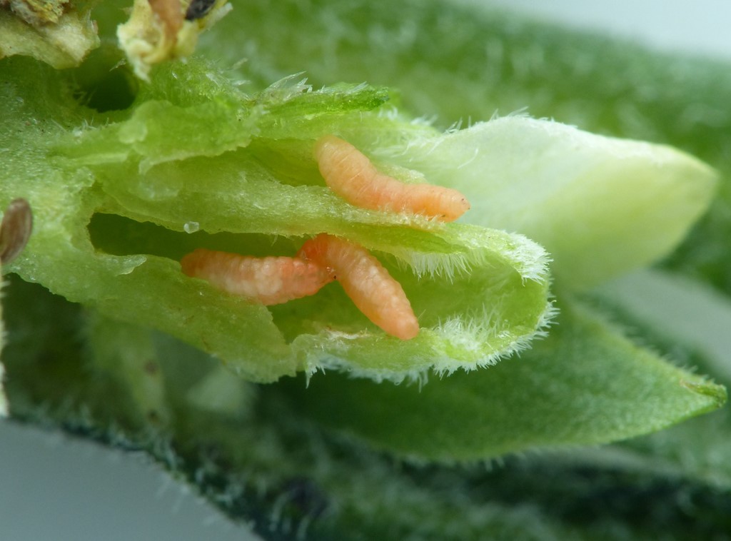 Stedmodergalmyg (Dasineura violae)